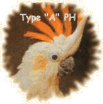 Parrot Head type A