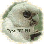 Parrot Head type B