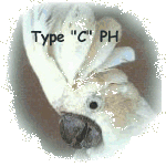 Parrot Head type C