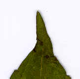 accuuminate tip