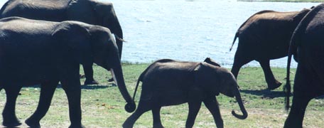 Elephants very close-up on the Chobe waterfront
