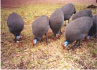 Guineafowl are a delight