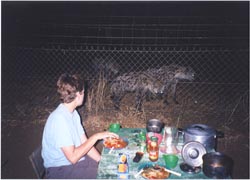 Hyenas were frequent visitors to Kruger campgrounds
