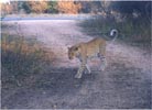 We were lucky enough to catch this leopard on the move