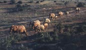 The elephants of Addo National Park