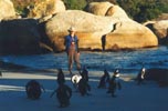 Jackass Penguins at Jeffer's Bay, just south of Cape Town. 