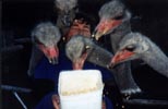 Sheila feeding the ostriches.