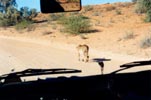 Kalahari Gemsbok National Park is one of the best places to see cheetah