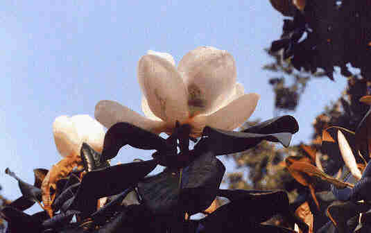 [magnolia]
