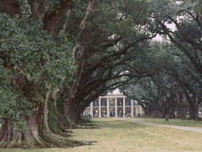 [Oak Alley]