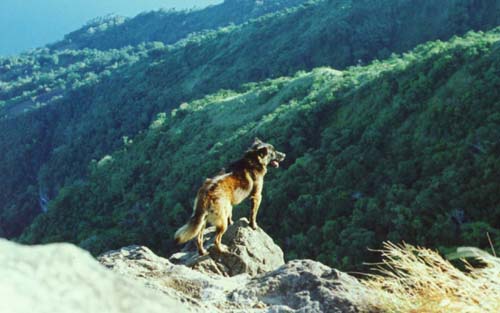 Maculotdog.jpg (32164 bytes)