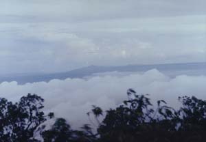 Maculotmorn.JPG (9329 bytes)