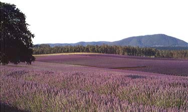 Bridestowe Estate Lavender Farm