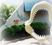 Shark Aquarium �T���]