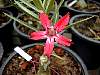 spcrispum01.jpg