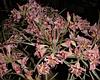 spcrispum05.jpg