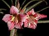 spcrispum06.jpg
