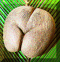 Image of a female Coco de Mer nut