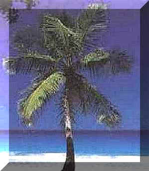 Cote d'Or, Praslin