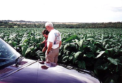 Tobacco field