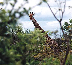 giraffe