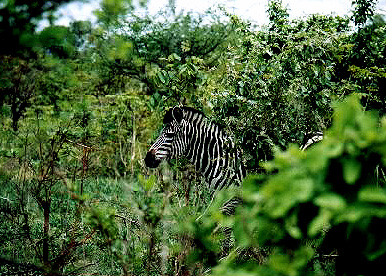 zebra
