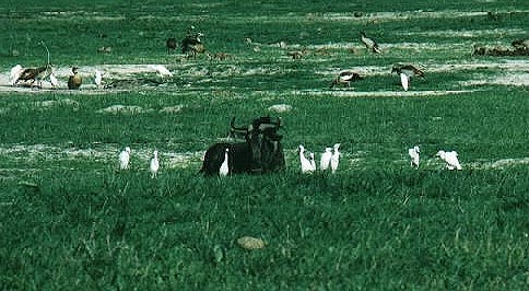 wildebeest and heron