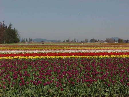 tulip2