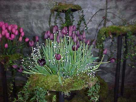 tulip6