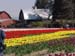 tulip3