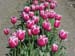 tulip4