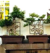 Close-ups of the Bonsai