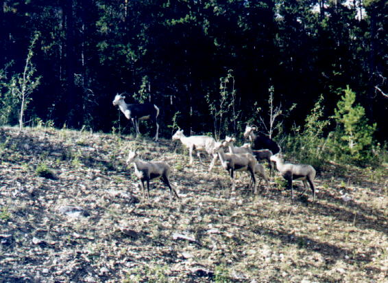 Along the Yukon Highway