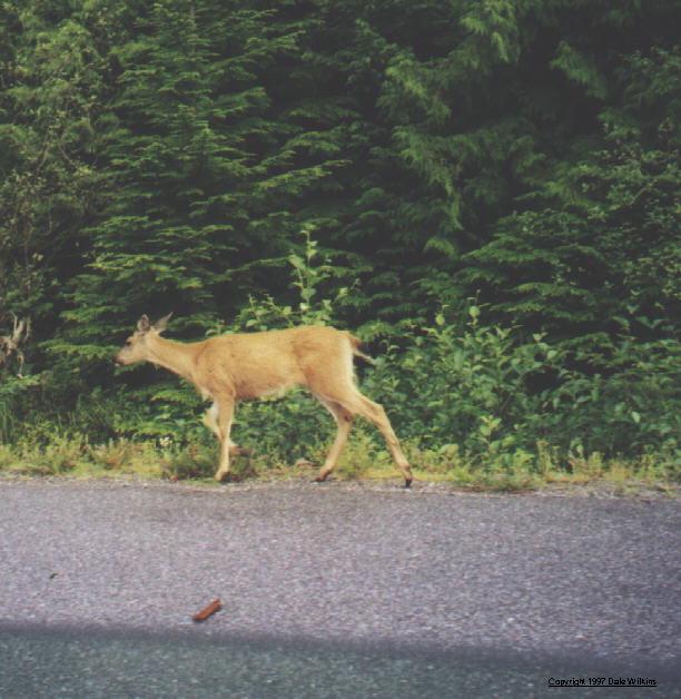One of many deer in QC Islands