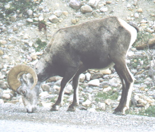 Cariboou in Stone Mountain along road 
