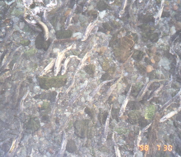 Fish coming upstream 