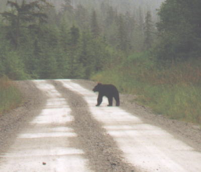 Bear north of El Capitan Cave