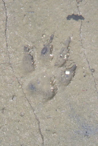 Wold print in sand during the day at mine