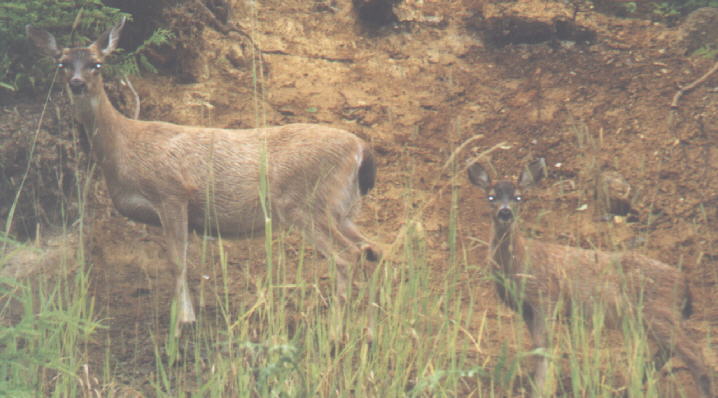 Deer near road on Prince of Wales