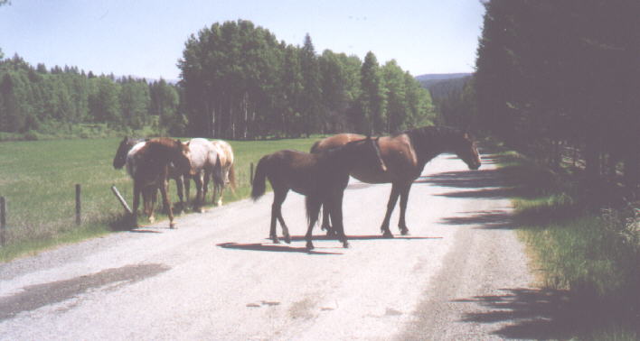 Horses in Northwest Montana