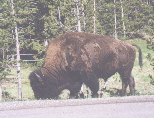 Bison next to raod