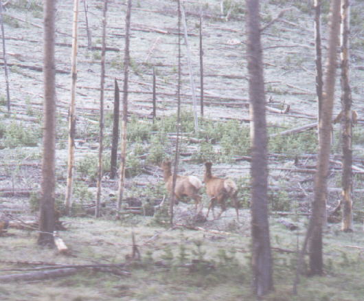 Deer roaming area the burned in 88