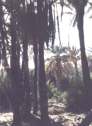Palm tree in middle of desert 