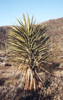 ??? Plant in Central Baja 