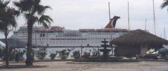 Large  Cruis are common in Cabo San Lucas 