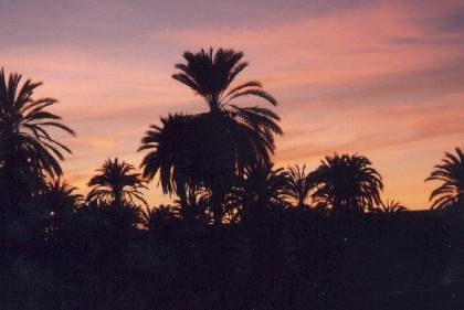Pineapple trees at La Purisma 