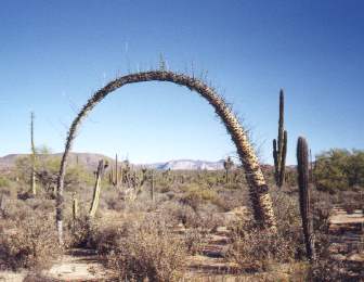Overgrown Cierros/Boojum tree in desert 