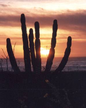Sunset over the Pacific ocean in South Baja 