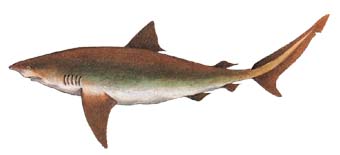 picture of a bronze whaler shark