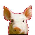 Cochino Javalín